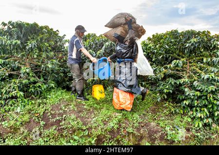 Lavoratori di fattoria di caffè, Colombia Foto Stock