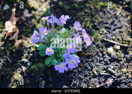 Pallido mauve alpina primula fiori e fogliame in primavera Foto Stock