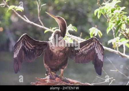 Primo piano del cormorano a doppia crestata con ali aperte Foto Stock