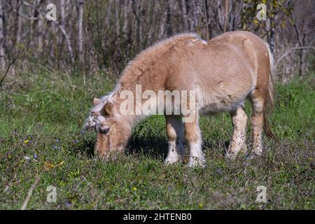 Primo piano di un cavallo di Przewalski che pascola su un campo in campagna Foto Stock