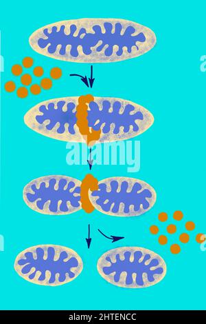 L'illustrazione della biologia mostra le dinamiche dei mitocondri Foto Stock