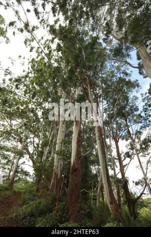 Un gruppo di alberi di eucalipto con corteccia bianca e marrone sul sentiero Kuilau-Moalepe nella Riserva della Foresta di Lihue-Koloa, Kauai, Hawaii, USA Foto Stock