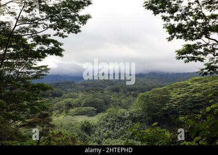 Boschetti di alberi di Monkeypod in una vasta distesa di foresta pluviale nella Riserva della Foresta di Lihue-Koloa in Kaaa'a, Kauai, Hawaii, USA in una giornata nuvolosa e nuvolosa Foto Stock