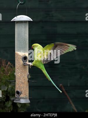 Parakeet rosato un alimentatore di uccelli silo Foto Stock