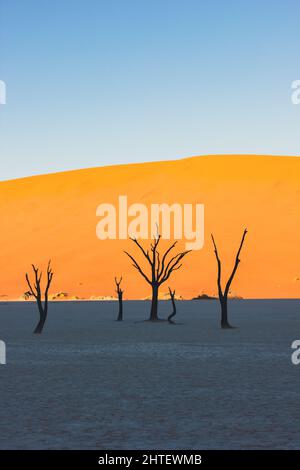 Alberi morti in Deadvlei, Namib deserto al sorgere del sole, Namibia, Africa meridionale Foto Stock