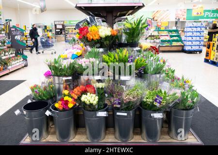 Fiorista floreale mostra di fiori recisi coltivati in vivai britannici su scaffali in Morrisons supermercato Febbraio 2022 Gran Bretagna UK KATHY DEWITT Foto Stock