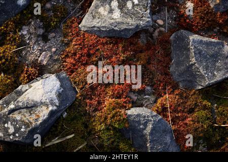 Muschio che cresce tra rocce ricoperte di lichen Foto Stock