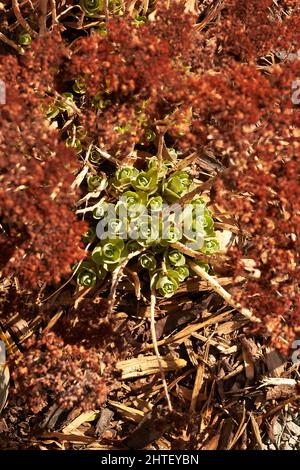 Le gemme giganti di Sedum che emergono attraverso i gambi morti della vecchia crescita Foto Stock