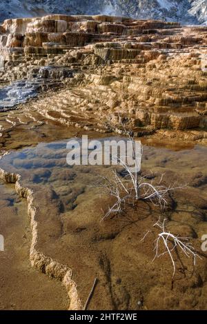 Formazioni presso le sorgenti termali di Mammoth nel parco nazionale di Yellowstone. Foto Stock