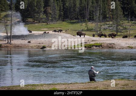 Un pescatore di mosca sul fiume Yellowstone accanto ad una mandria di bisonti. Foto Stock