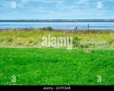 Paesaggio costiero tedesco del nord sul mare di Wadden con una lepre sdraiata nelle paludi saline vicino alla città di Esens-Bensersiel. Foto Stock