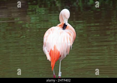 Un singolo Flamingo cileno rosa (Fenicotterus chilensis) in piedi e preening in acqua grigia verde Foto Stock