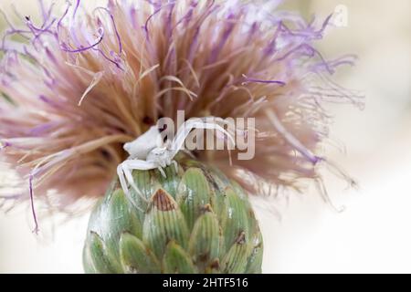 Ragno di granchio bianco umpato, Thomisus onustu, sul Maltese Rock-Centaury fiore Cheirolophus crassifolius Foto Stock