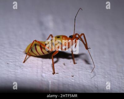 Assassin Bug (famiglia Reduviidae) vista laterale di un bug rosso e giallo di Assassin dalle giungle del Belize, America Centrale isolato su bianco naturale Foto Stock