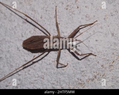 Assassin Bug (famiglia Reduviidae) vista dall'alto di un bug assassino molto pallido dalle giungle del Belize, America Centrale isolato su un bianco naturale Foto Stock