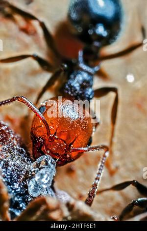 Cocktail ANT Super Macro dettaglio Foto Stock