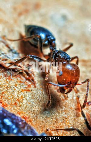 Cocktail ANT Super Macro dettaglio Foto Stock