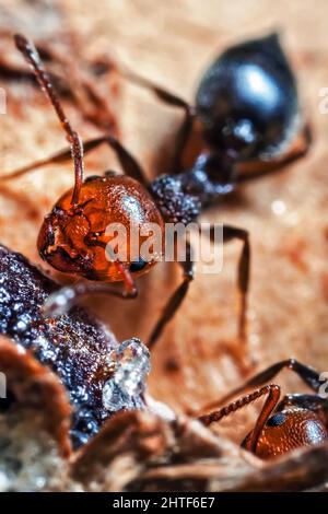 Cocktail ANT Super Macro dettaglio Foto Stock