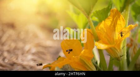 Bellissimi fiori gialli di zucca Moscato con alcune api al lavoro Foto Stock