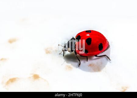 Red Ladybird Beetle Macro dettaglio Foto Stock