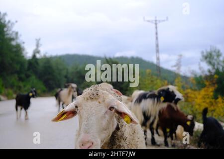 Gruppi di animali, molti e colorati pecore, capre, e arieti durante la giornata piovosa a Bursa. Foto Stock