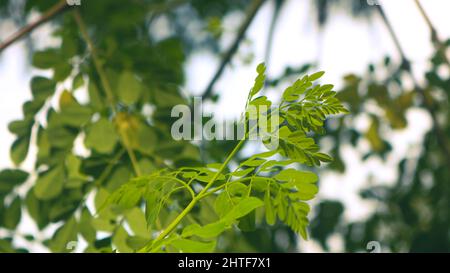 Albero del bastone, immagine dell'albero di Moringa. Moringa ha molte vitamine e minerali importanti. Foglie di Moringa verde naturale nel giardino, sfondo verde. Foto Stock