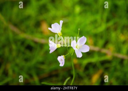 Fuoco selettivo sparato dei fiori di Bittercress di Cuckoo che crescono in un campo Foto Stock