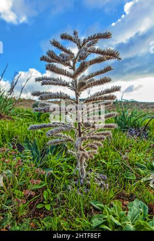 christmas Tree Cactus Wild Plant Foto Stock