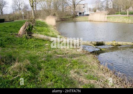 Parte di un albero caduto su una banchina in un Zona residenziale di Arnhem nei Paesi Bassi Foto Stock