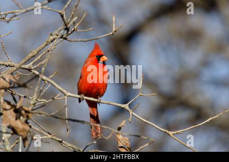Cardinale settentrionale, Cardinalis cardinalis, maschio Foto Stock