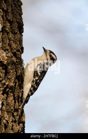 Downy Woodpecker, Dryobates pubescens, maschio Foto Stock