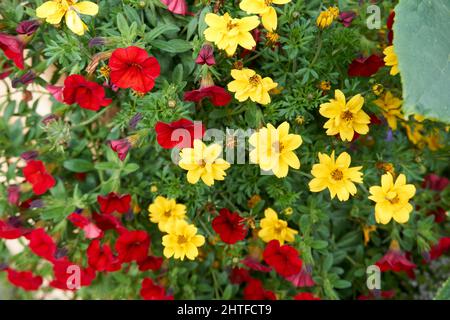 Primo piano di fiori gialli e rossi di potenziilla Foto Stock