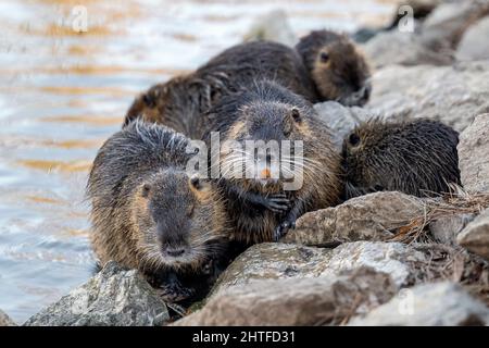 La famiglia nutri si trova sulla riva di un torrente. Foto Stock