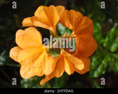 Delicato arancio Crossandra fiore al sole Foto Stock