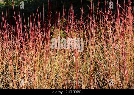 Arbusto architettonico cornus con steli rossi e arancioni senza fogliame in inverno Foto Stock