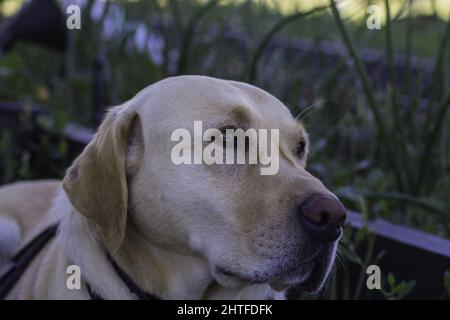 Cane che riposa all'ombra dopo una passeggiata, è un labrador Retriever di colore chiaro Foto Stock