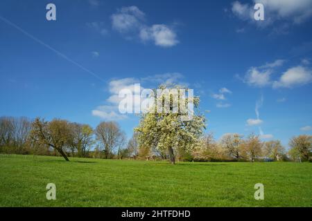 Le colline del Limburgo all'inizio della primavera Foto Stock