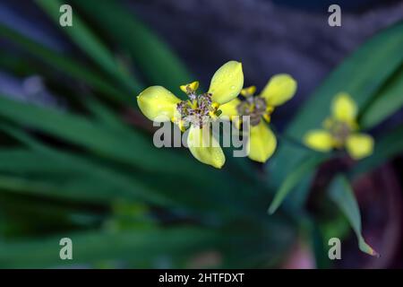 Giallo a piedi Iris vicino a Kuranda Foto Stock