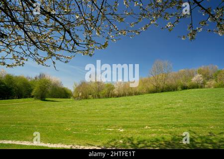 Le colline del Limburgo all'inizio della primavera Foto Stock