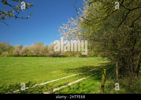 Le colline del Limburgo all'inizio della primavera Foto Stock