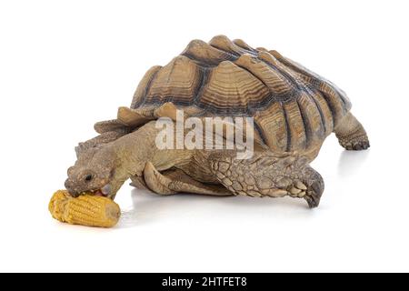 Tartaruga o sulcata maschio di tredici anni che mangia mais su sfondo bianco Foto Stock