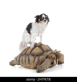 Tartaruga o sulcata maschio di tredici anni con chihuahua sul dorso su sfondo bianco Foto Stock