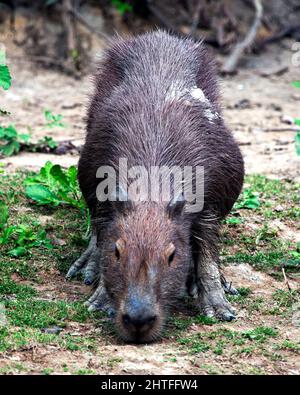 Ritratto da primo piano di un Capybara (Hydrochoerus hydrochaeris) che si alimenta sull'erba lungo la riva del fiume nelle Pampas del Yacuma, Bolivia. Foto Stock