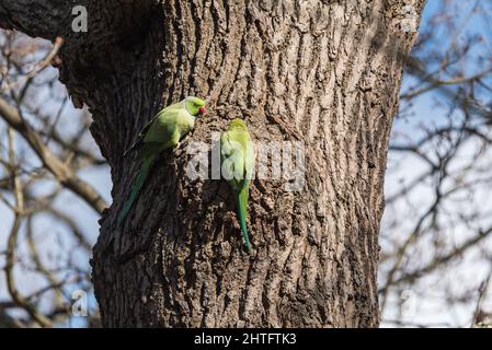 Coppia di Parakeet ad anello (Psittacula krameri) Foto Stock