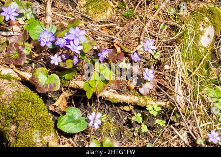 Anemone hepatica (Hepatica nobilis), il comune hepatica, liverwort, kidneywort, pennywort, Fioritura a Grunau im Almtal, Austria superiore, febbraio 24, Foto Stock