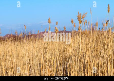 Inverno erba secca di canna in un mash con cielo blu Foto Stock