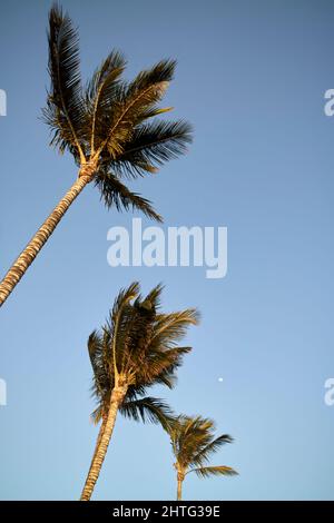 Vento soffia palme con la luna che si innalza nel cielo azzurro chiaro Lanzarote, isole canarie, spagna Foto Stock