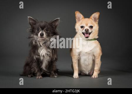 Studio Shot di due simpatiche Chihuahuas Foto Stock