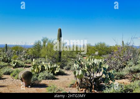 Deserto con saguaros, cactus barile e pera di canna nel Parco Nazionale di Saguaro vicino Tucson, Arizona, Stati Uniti. Rara neve invernale sulle Silver Bell Mountains. Foto Stock