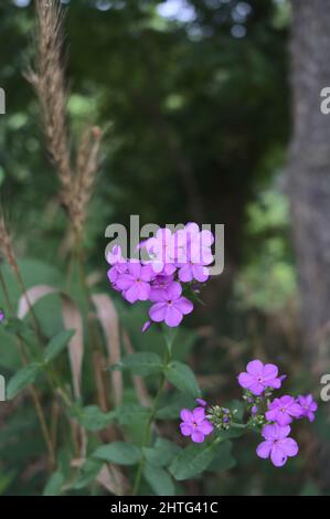 Una macro immagine di dames Rocket fiori selvatici vicino a una foresta in Kentucky. Foto Stock